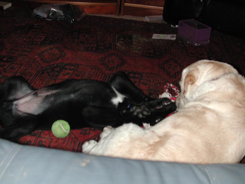 Kodiak and Shelby 2.jpg 55.5K